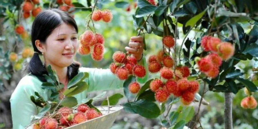 If you dream about picking fruit, what number should you bet on