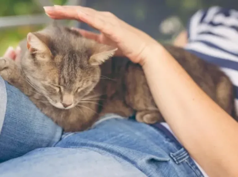 Top 4 Benefits of Having an ESA Cat for Mental Health